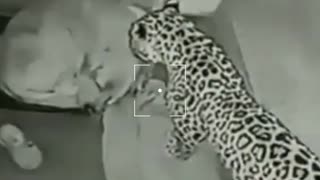 Shocking Footage - Leopard attack on security dog!