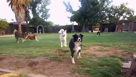 Dogs playing outside. GUARANTEED to make you smile. 7-7-2011