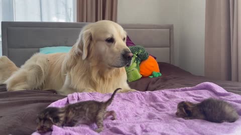Golden Retriever Meets Newborn Kittens for the First Time!