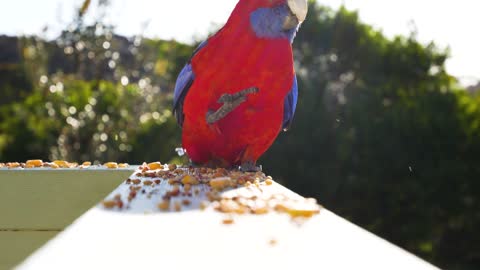 Parrot Eating Food on the wall.