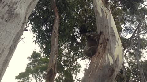 King Kong Koala