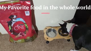 Mecca loves her purina one.