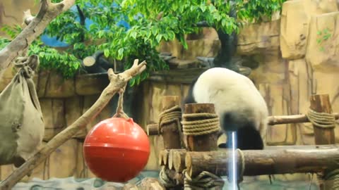 giant pandas