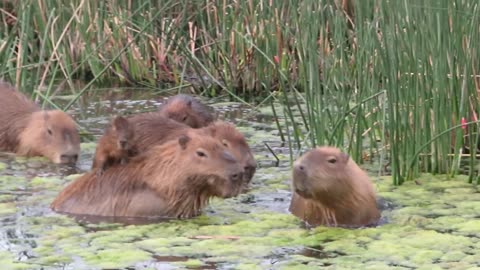 Capybara in its natural habitat