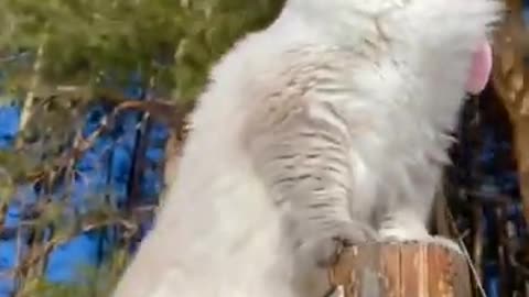 Best Funny Animal Videos 2024: Entertaining Dog and Cat Clips Guaranteed to Make You Laugh"