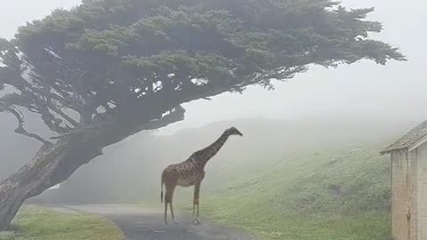 Wild animals zero distance giraffe