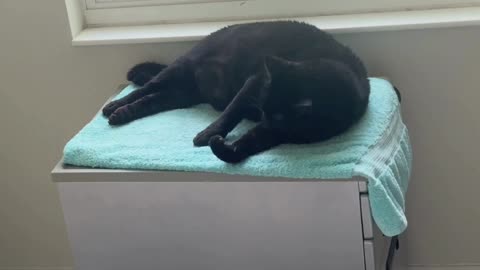 Adopting a Cat from a Shelter Vlog - Cute Precious Piper Luxuriates in Her Spa