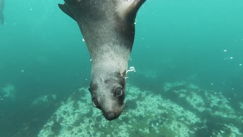 Close-Up View of Sea Lion Swimming Underwate