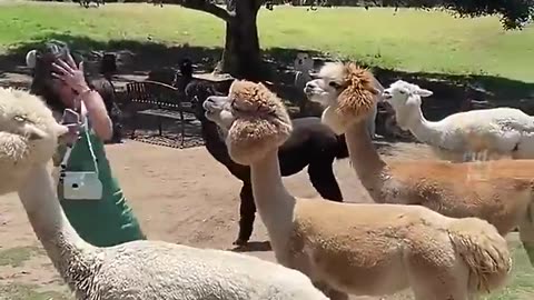 Try not laugh with these funny animals 🤣🤣