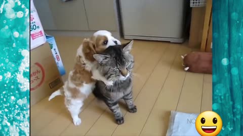 Funny cat and dog compilation.