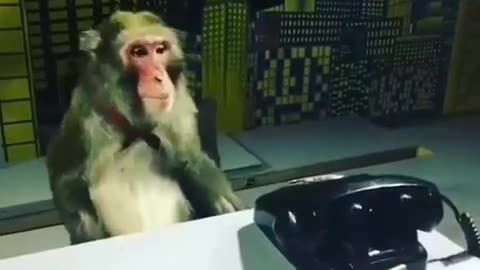 Monkey Receptionist