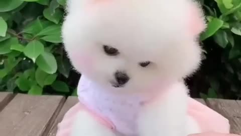 this puppy is very cute