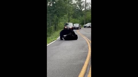 Male Black Bears Brawl on Highway