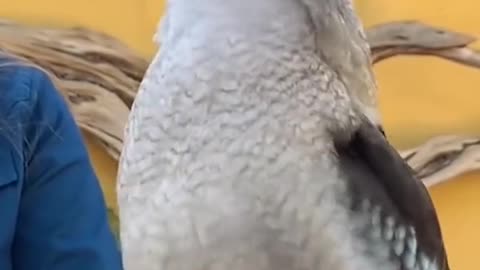 The call of the Australian kookaburra