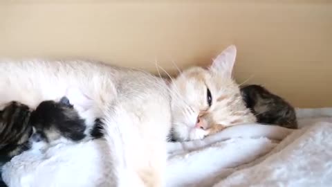 Mother cat sleeps surrounded by baby kittens