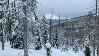 Snowy Forest & Mountain Peak – Central Oregon – Vista Butte Sno-Park – 4K