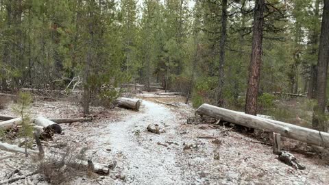 Snow Flurries & Lodgepole Pines – Central Oregon – Edison Sno-Park