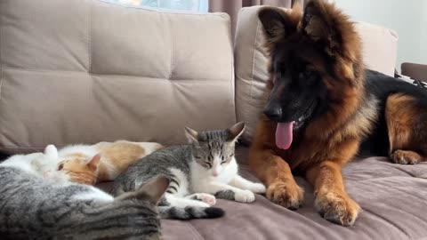"Canine Curiosity: German Shepherd Encounters Lazy Kittens on the Sofa"