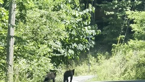 Three Bear Cubs Play on Road With Mom Nearby