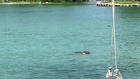 People Swimming on the Beach with their Monkey
