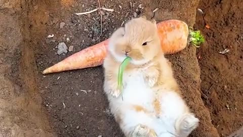 cute rabbit eat fruit and enjoying