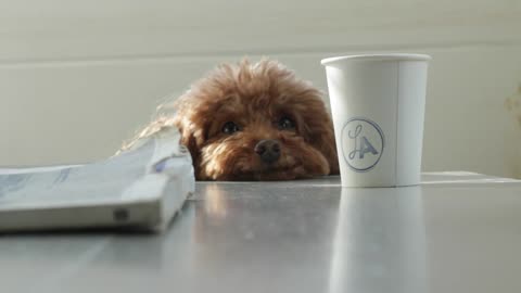 Cute Dog demands Coffee and books