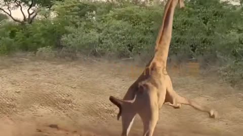 Giraffe and lion fight