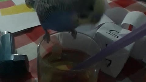 Parakeet like to play with almost anything