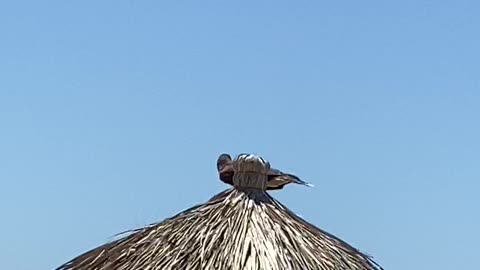 Hawk on beach