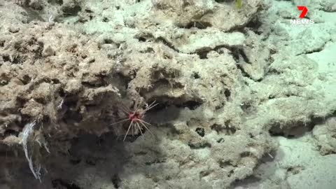 'Coral skyscraper' discovered in Australia's Great Barrier Reef _ 7NEWS