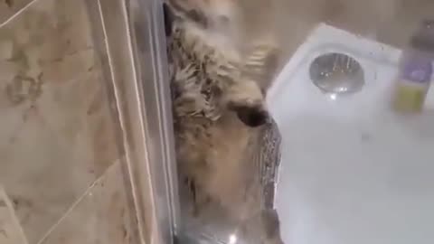 funny cat reaction during bath#332#shorts 🛀