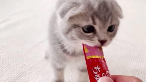 A cute kitten who is crazy about eating Churu…..