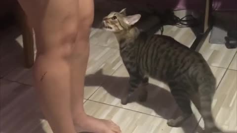 Playful Cat Loves Chasing Owner Around