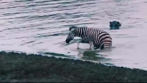 Twist of Fate: Unlucky Leopard Robbed of Prey by Lion, Receives a Slap in the Face!"