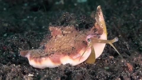 Mucky Secrets - Part 17 - Sea Snails & Flame Scallop - Lembeh Strait