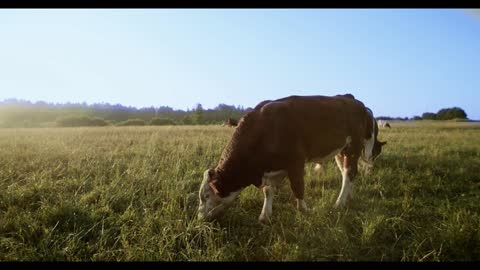 Young beef bull eats grass on a green meadow. Cattle breeding, environmentally friendly farming