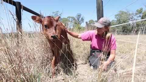 Mother Cow Hides Her Newborn Calf To Protect Her From Farmer
