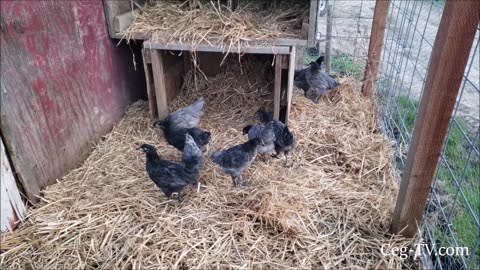 Graham Family Farm: Blue Star Chicks at 8 Weeks