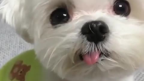 A dog with its tongue outstretched