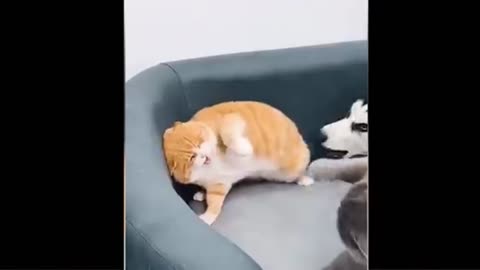 Cat and dog fight