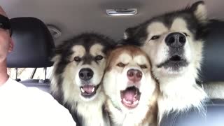 Alaskan Malamutes Attempt To Sing In "Perfect" Harmony