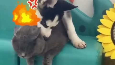 Husky and cat funny video make your day🐶