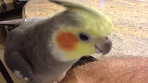 Cockatiel Sings Addams Family and Darth Vader theme song, and says What you doin