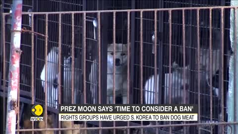 South Korean president suggests ban on dog meat Latest World English News WION News