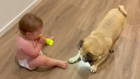 Dog & baby funny video