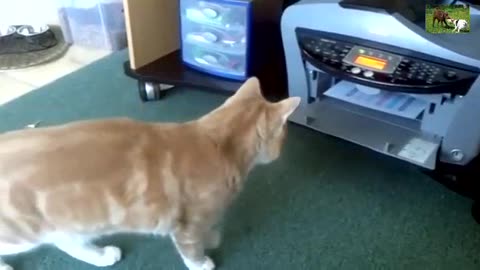 WATCH A SHORT VIDEO, FUNNY CAT ALWAYS SURPRISES, FUNNY ANIMALS VIDEOS