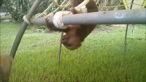 Cute Baby Sloths Being Sloths Enjoying - Funny Sloth babies Enjoying 2024 video.