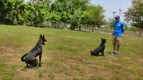 Lear How To Train Your Dog In Fun Way As They Are Training In Dog Training Academy