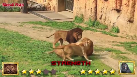 ion VS Gorilla - Gorilla VS Lion Fight Real Video