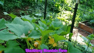 Summer Squash